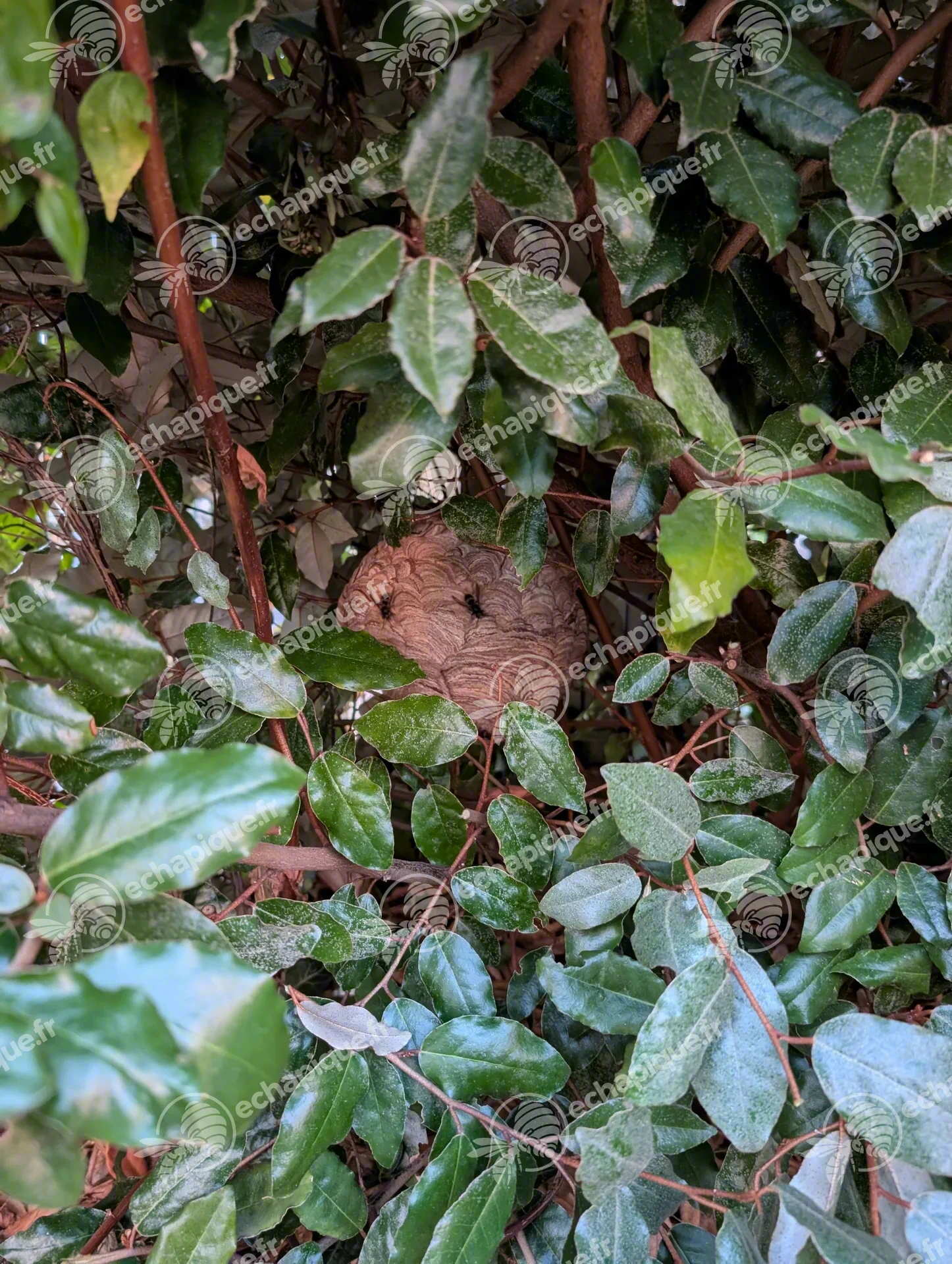 Nid de frelons asiatiques dans une haie a 20 cm de hauteur à Epône.